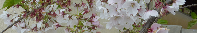 ジブリについてのさらなる情報