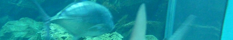 さくらんぼ 佐藤錦とは一体？即ちぇっく！！